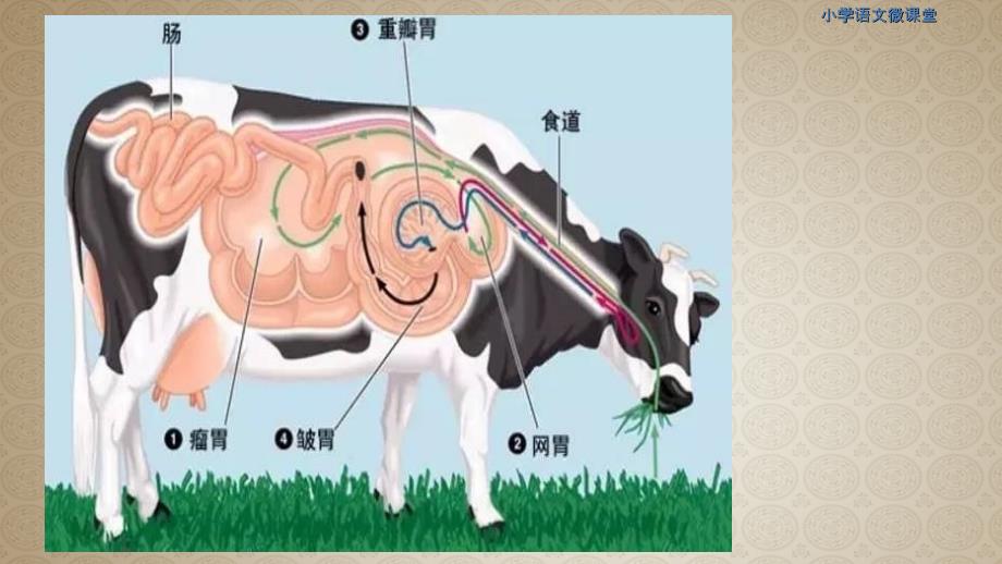 部编版三上10 在牛肚子里旅行_第2页