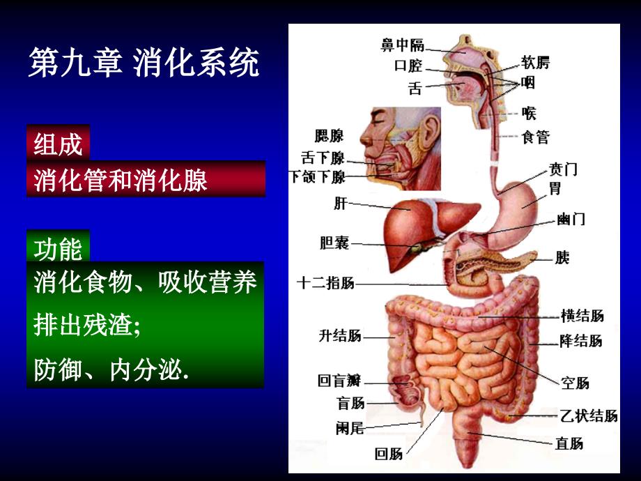 人体构造 09-消化系统-1_第1页