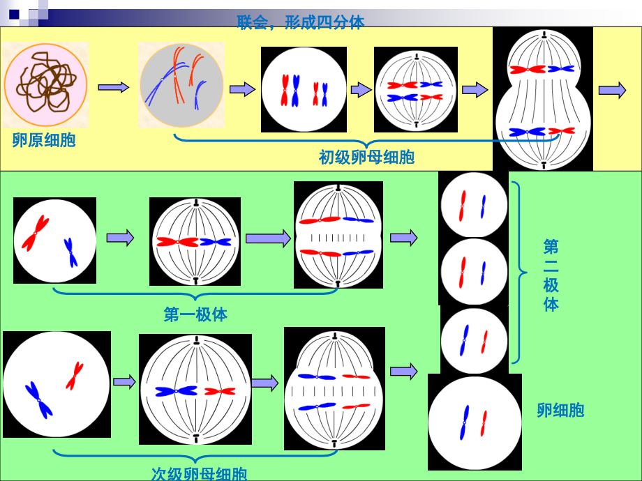 人教版生物必修二复习总结课件_第3页