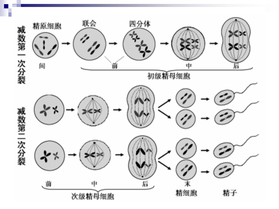 人教版生物必修二复习总结课件_第4页