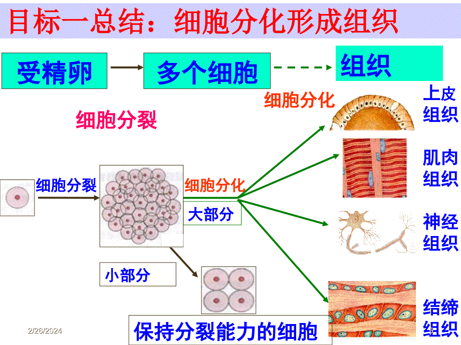 初一生物第三章第一节《动物体的结构层次》ppt课件[1]好_第5页