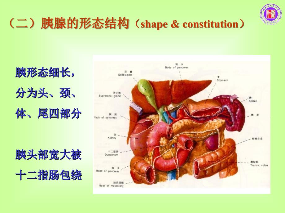 急性胰腺炎的护理 急性胰腺炎_第3页