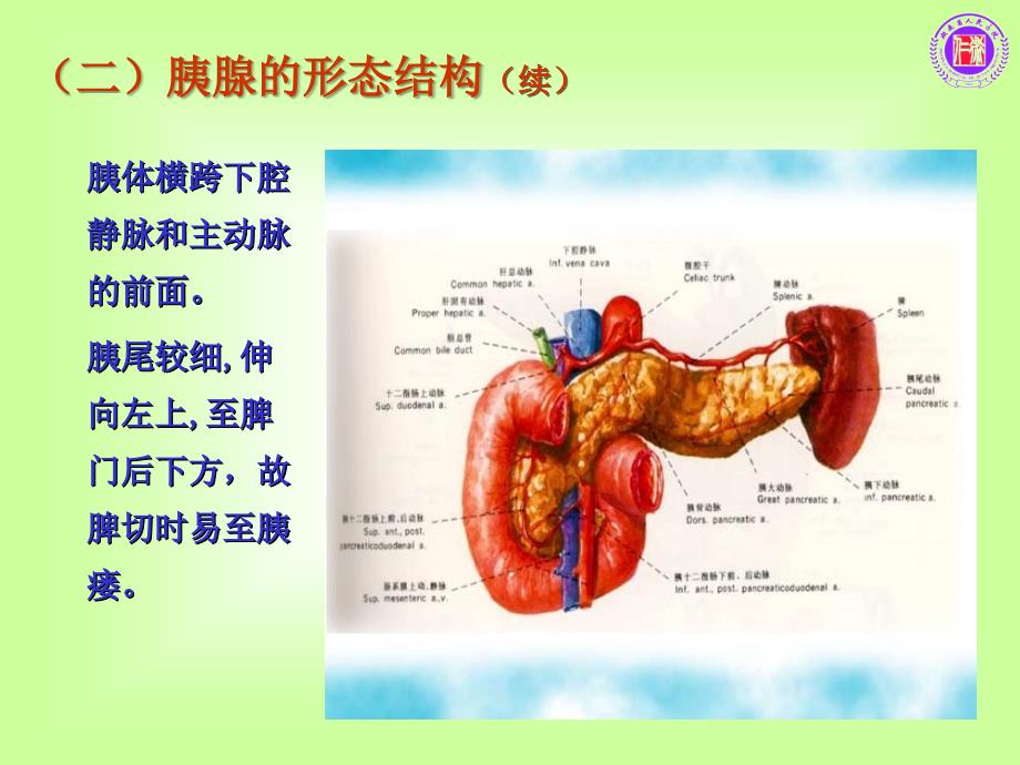 急性胰腺炎的护理 急性胰腺炎_第4页