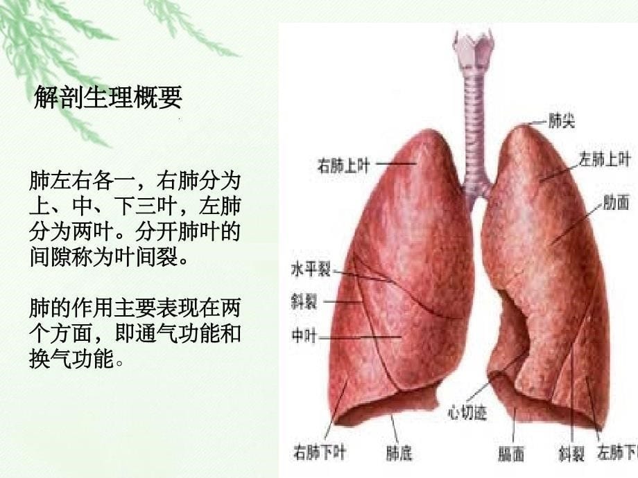 肺全切护理课件完整75181_第5页
