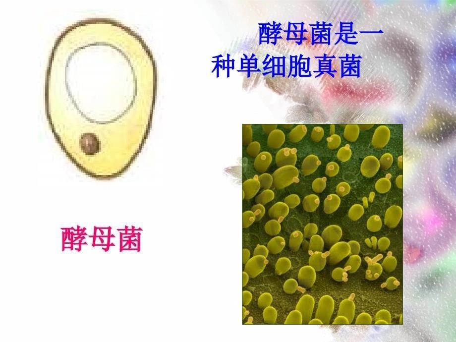 七年级生物《单细胞生物》课件_第5页