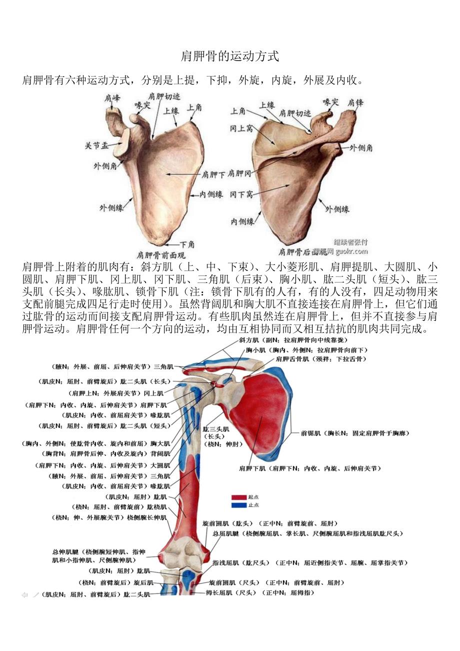 肩胛骨的运动方式_第1页