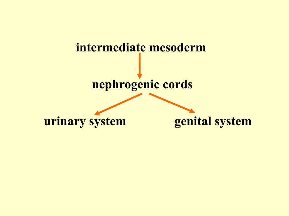 泌尿生殖系统发育课件_第2页