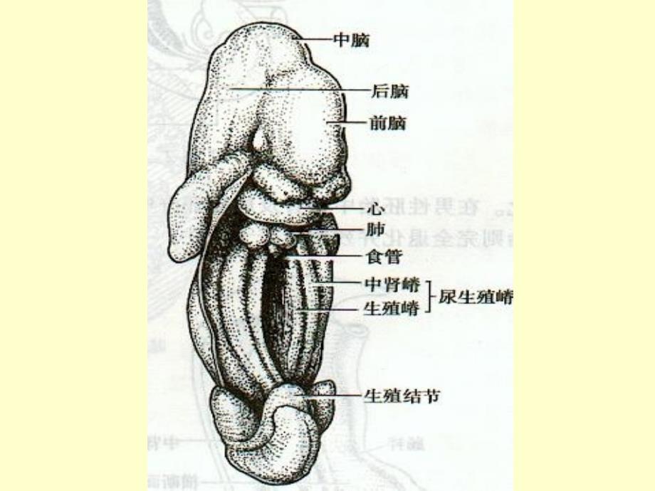 泌尿生殖系统发育课件_第3页