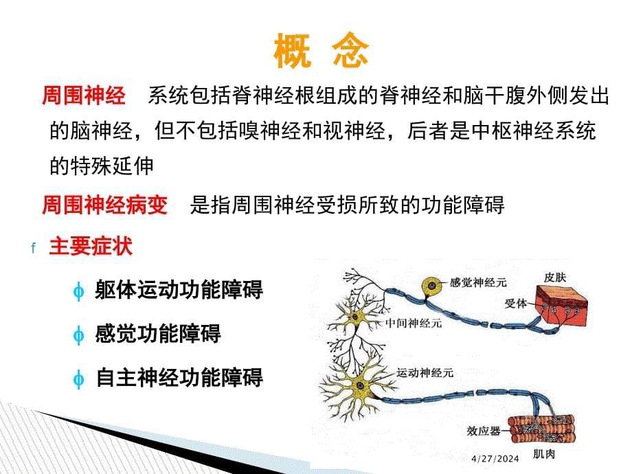 2、糖尿病周围神经病变与氧化应激_第5页