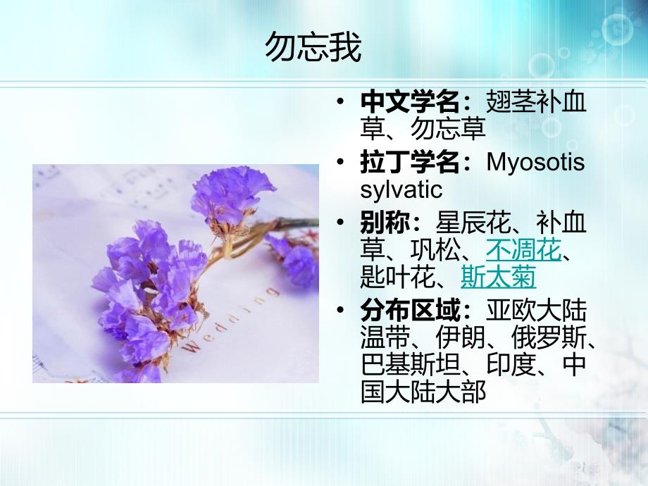 勿忘我介绍ppt_第1页