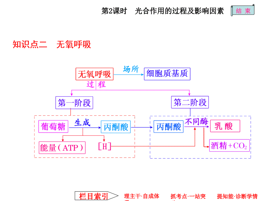 呼吸作用与光合作用的过程及影响因素_第3页