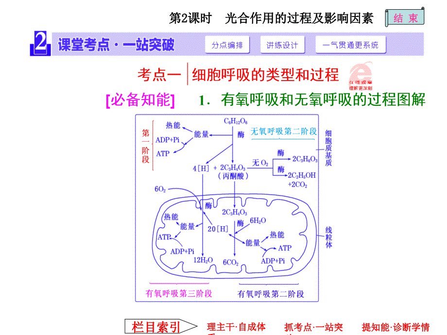 呼吸作用与光合作用的过程及影响因素_第4页