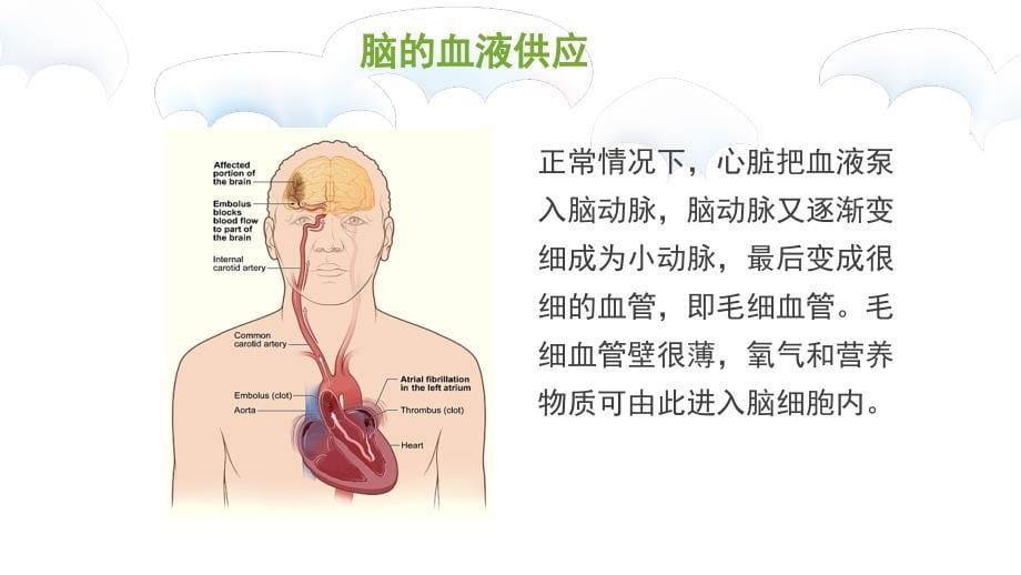 脑血管基础疾病知识ppt课件_第5页