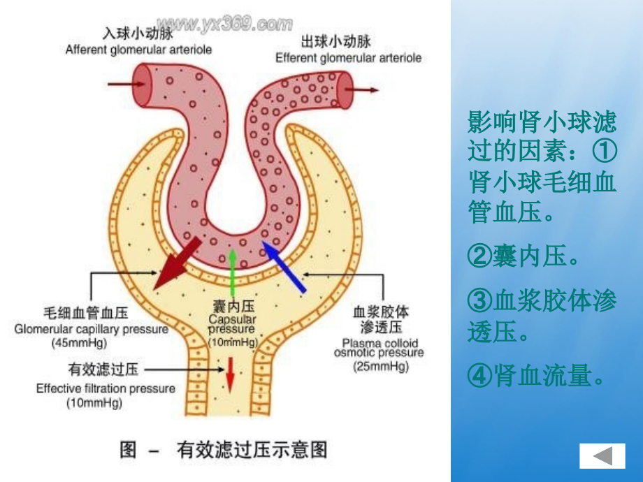 尿液一般检验ppt课件_第4页