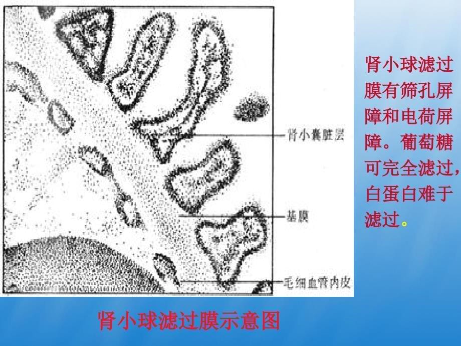 尿液一般检验ppt课件_第5页