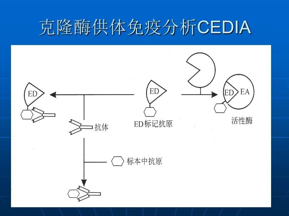 酶免疫测定技术ppt课件_第5页