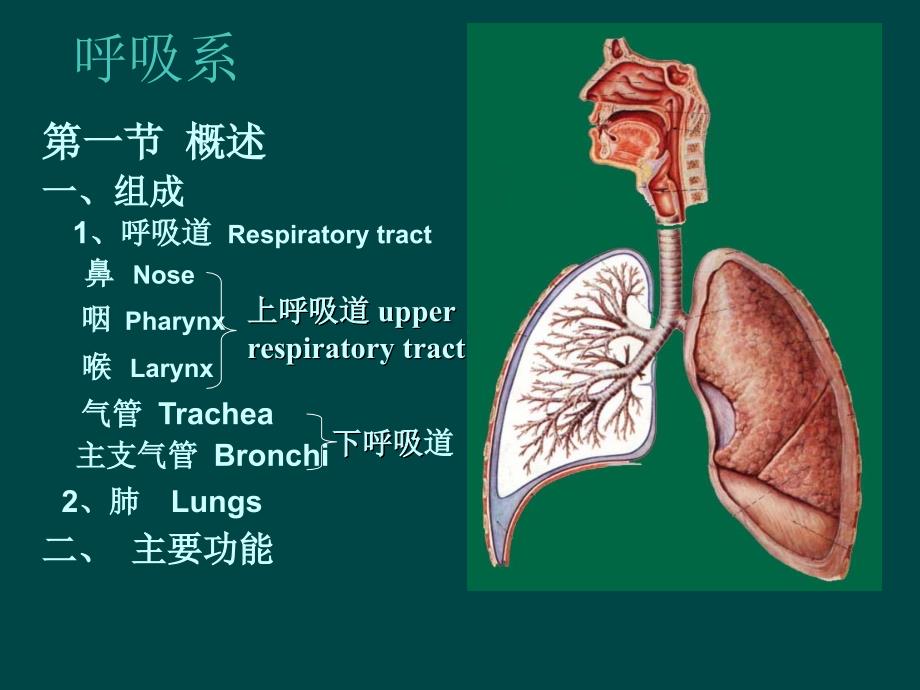 呼吸系ppt课件_第2页