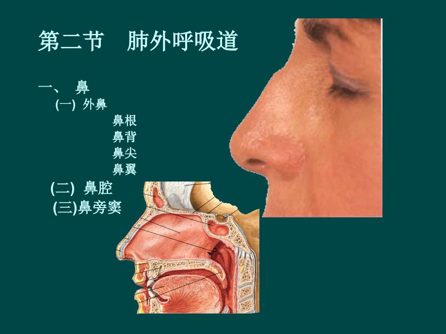 呼吸系ppt课件_第4页