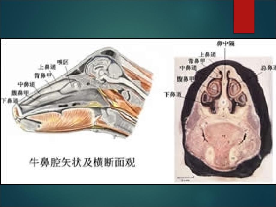 畜禽解剖学呼吸系统医学ppt_第3页