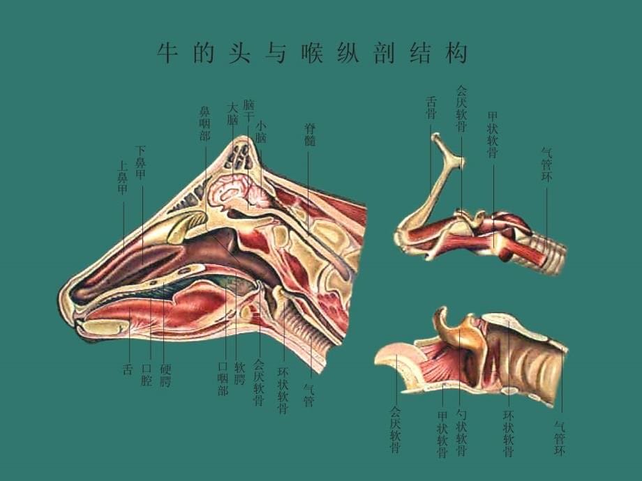 畜禽解剖学呼吸系统医学ppt_第5页