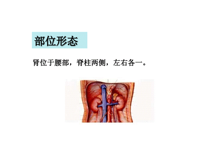 中医学课件   五脏-肾_第2页