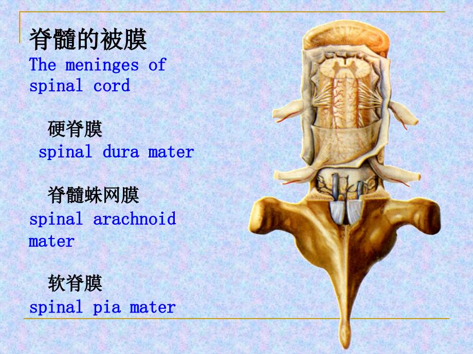 脑和脊髓的被膜血管ppt课件_第3页