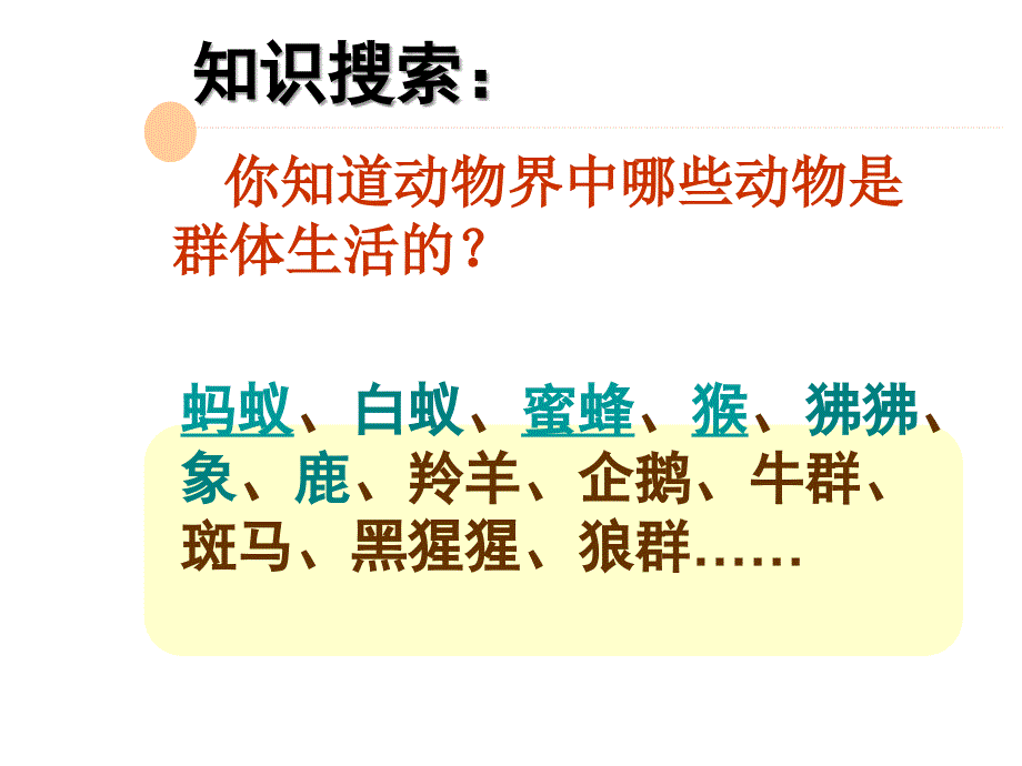 2013年人教版八年级生物上册第二章第三节《社会行为》课件_第2页