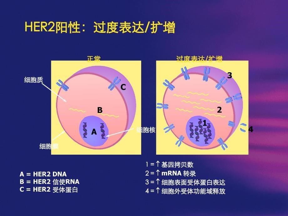 5-赫赛汀mbc治疗_第5页