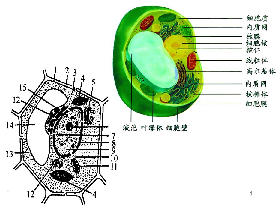 94张图---高中生物重要的图解自整理_第1页