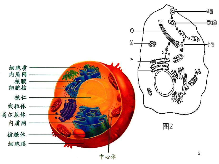 94张图---高中生物重要的图解自整理_第2页