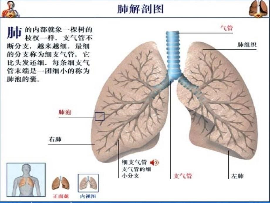 创伤性湿肺的发病机制和治疗ppt课件_第5页