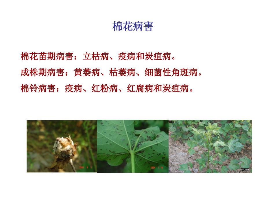 棉花枯萎病ppt课件_第1页