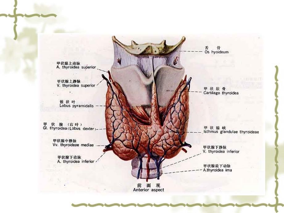 甲状腺及甲状旁腺的解剖_第2页