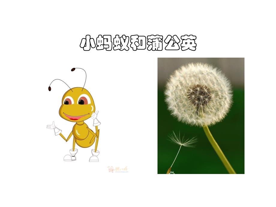 小蚂蚁和蒲公英(中班)_第1页