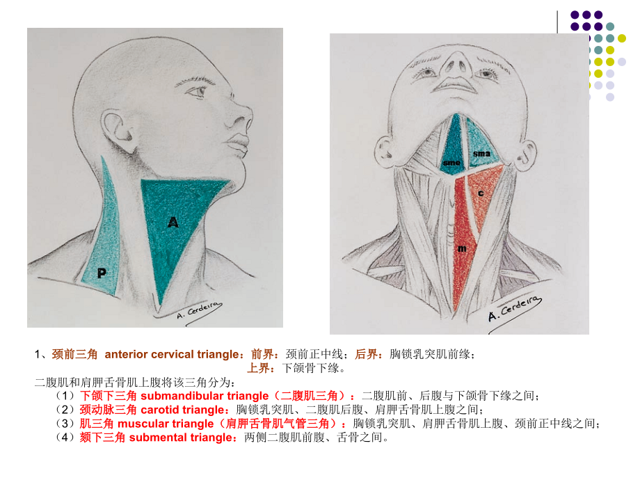 颈部解剖_第4页