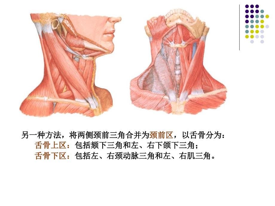 颈部解剖_第5页