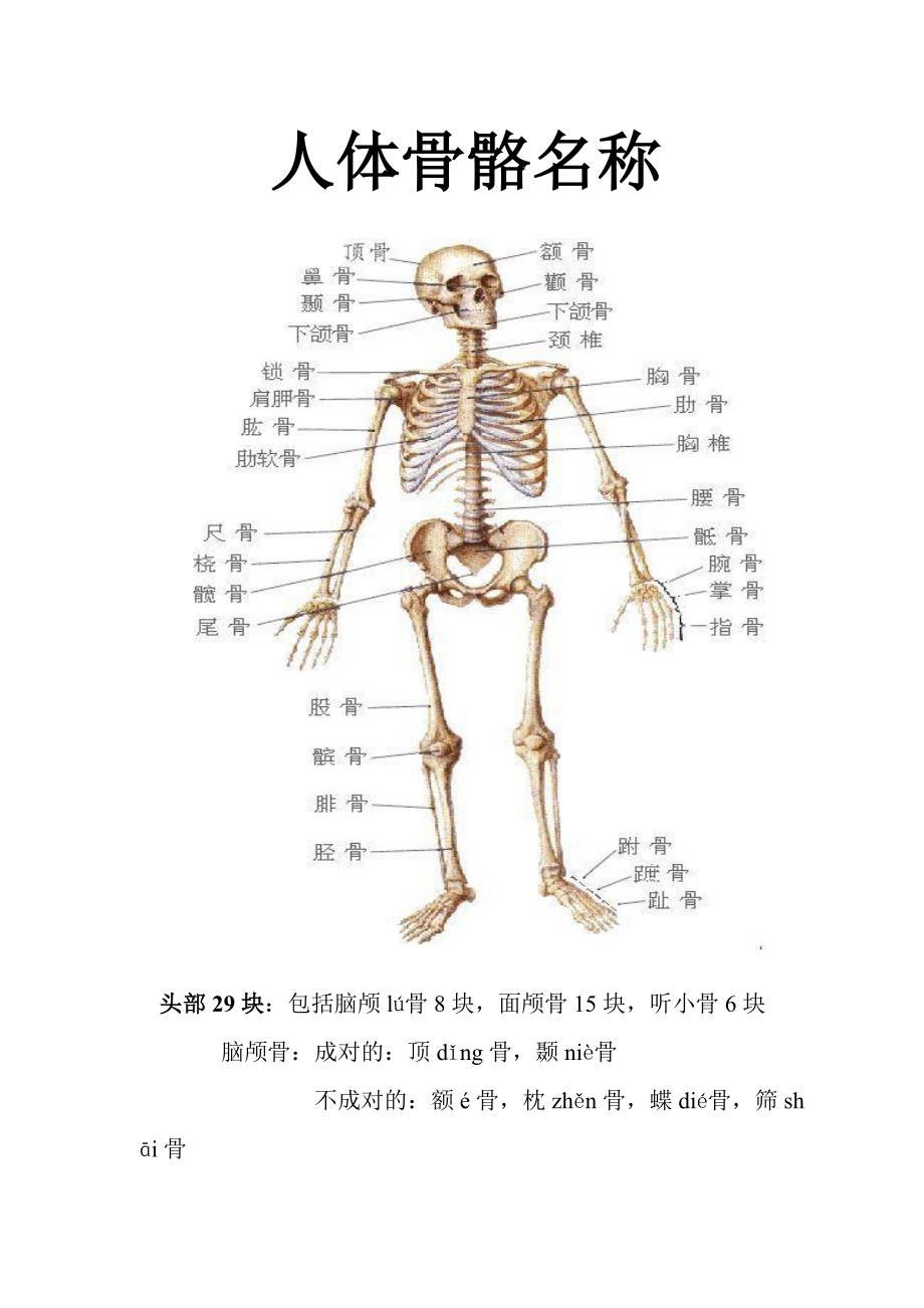 人体骨骼名称(附拼音)_第1页