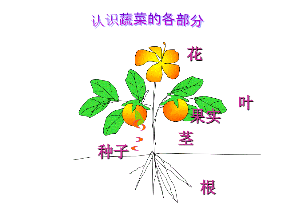 蔬菜食用部位_第2页