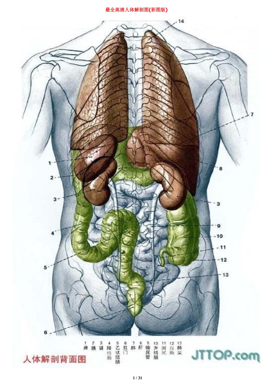 最全高清人体解剖图(彩图版)83273_第1页