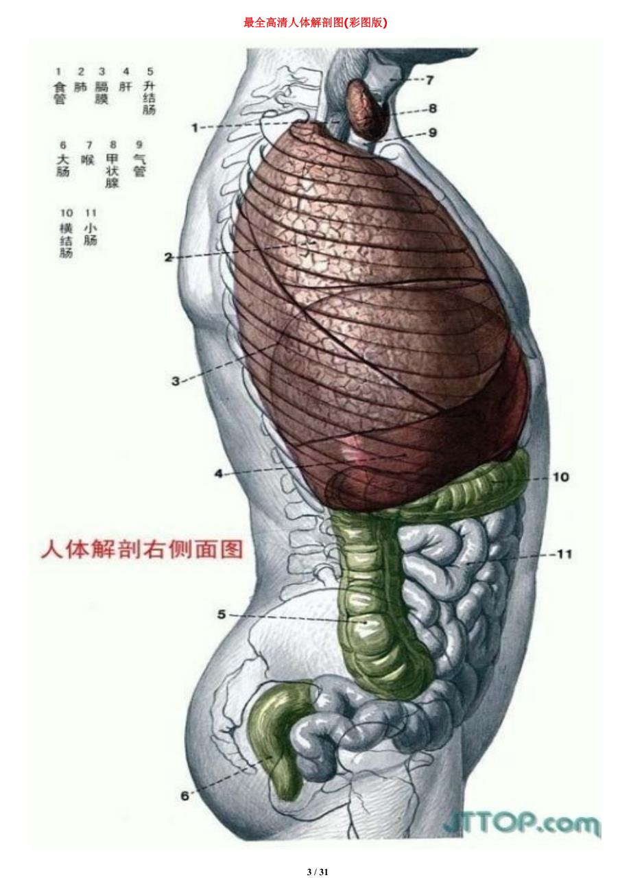 最全高清人体解剖图(彩图版)83273_第3页