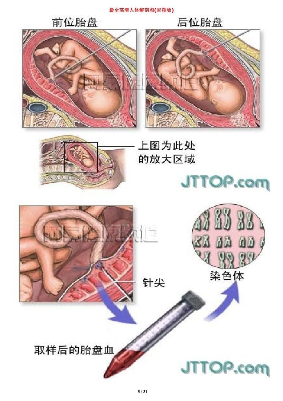 最全高清人体解剖图(彩图版)83273_第5页