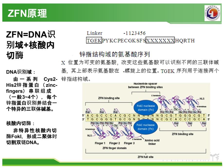 三种基因编辑工具-zfn.talen.crispr-cas_第3页