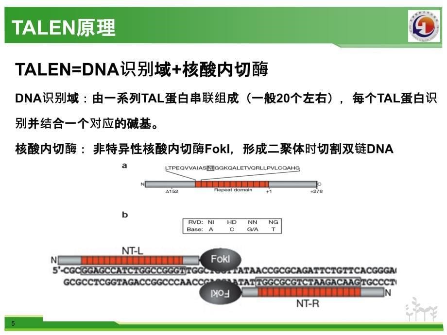 三种基因编辑工具-zfn.talen.crispr-cas_第5页