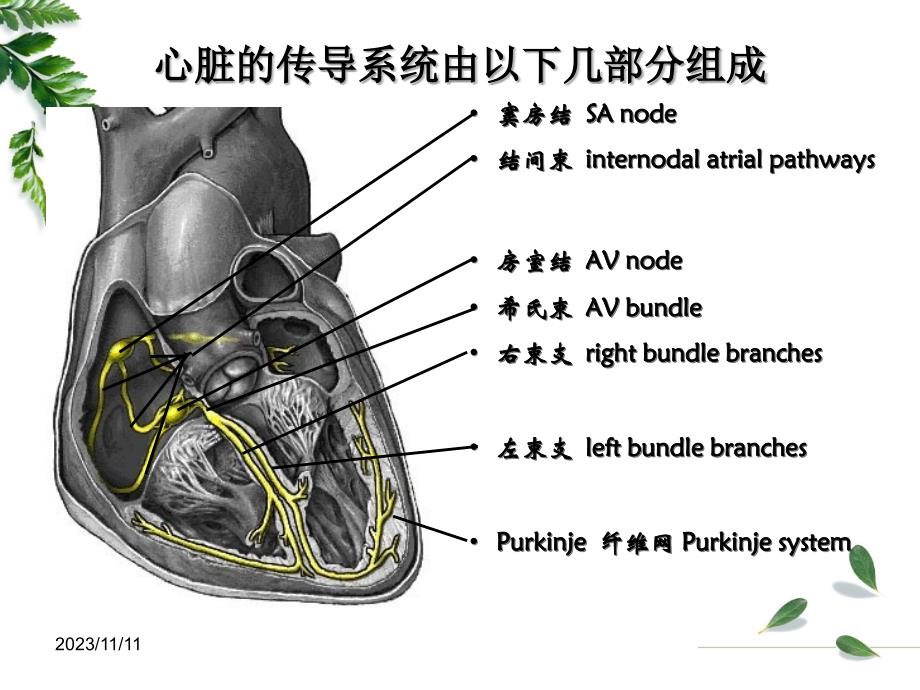 专科护士讲课----心电图基础_第2页