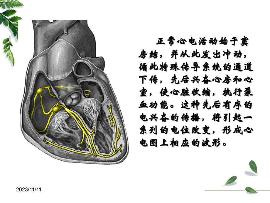 专科护士讲课----心电图基础_第3页