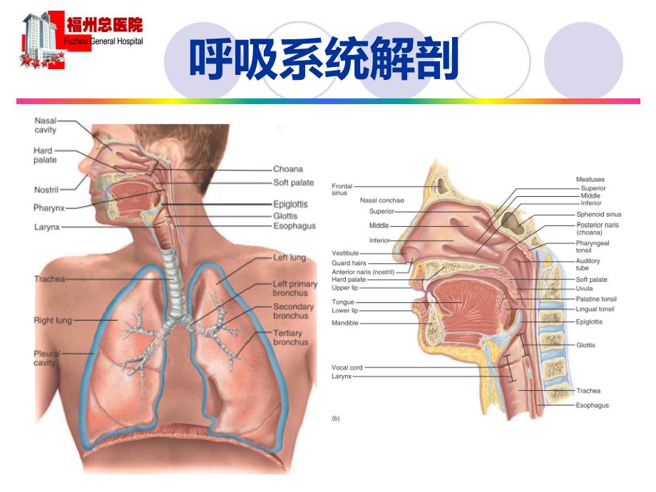 机械通气患者人工气道选择_第3页