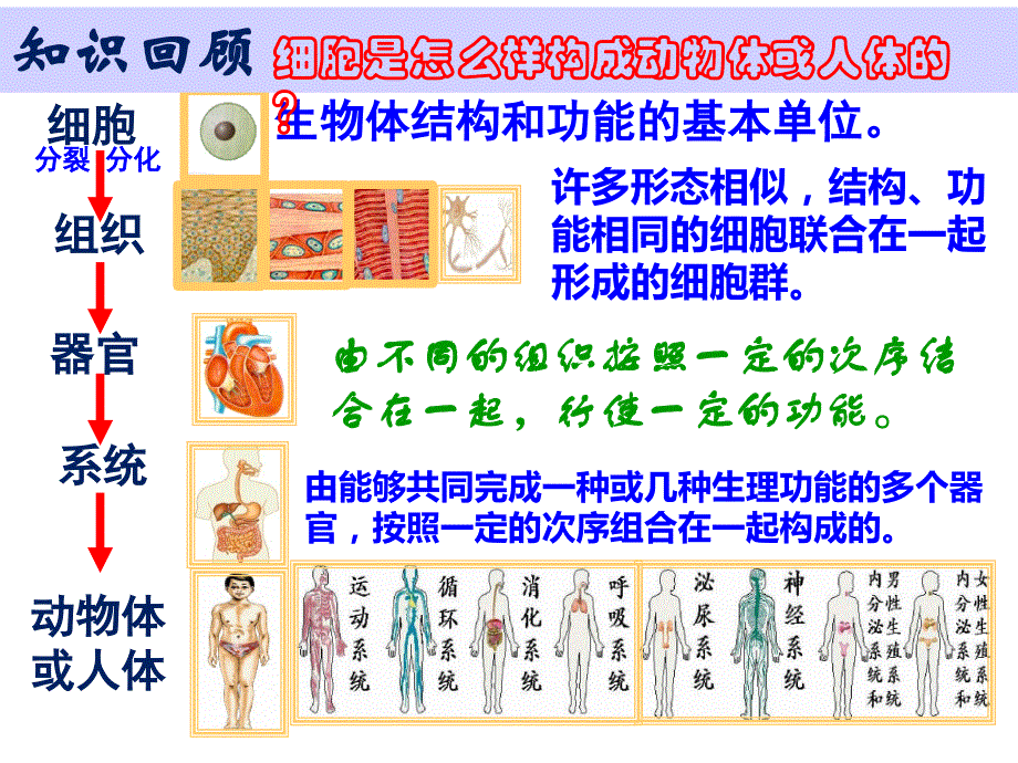 初一上册植物体的结构层次ppt_第3页