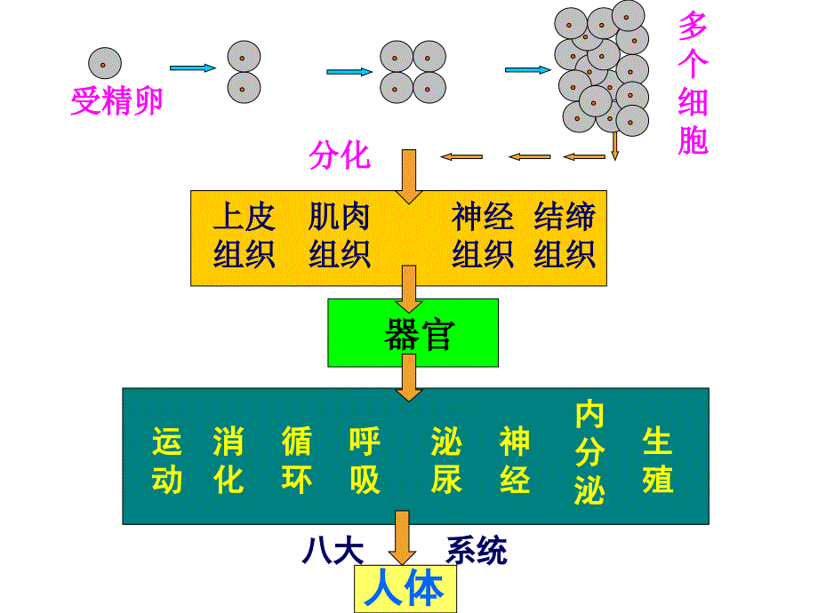 初一上册植物体的结构层次ppt_第4页