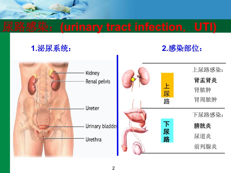 华纳凯林(磷霉素钠氨丁三醇培训幻灯片)_第2页