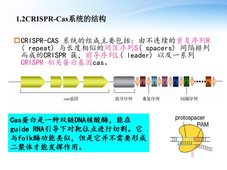 CRISPR-Cas9的技术原理_第4页